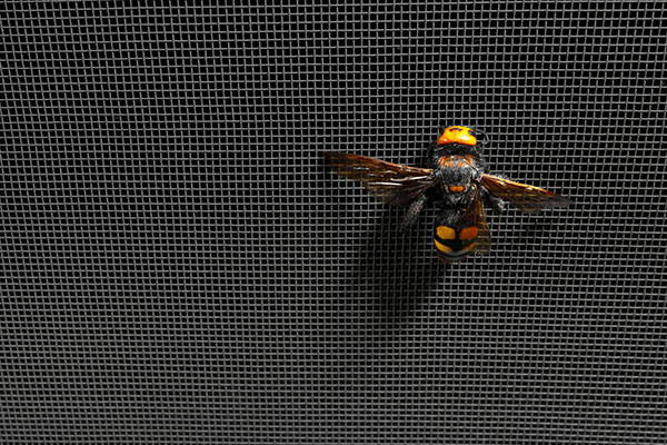 insektenschutz gitter biene